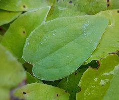 Epimedium youngianum 'Niveum'